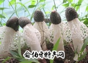 纳雍竹荪