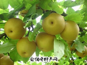 顺义砀山酥梨