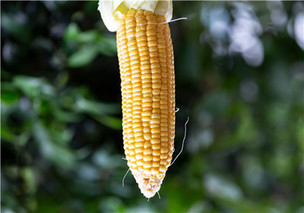 现在最新玉米价格多少钱一斤？