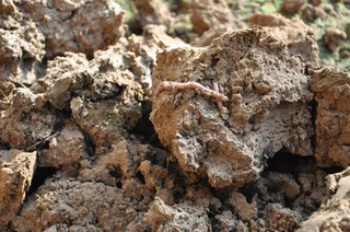 为什么说蚯蚓是“土壤生态系统的工程师”？