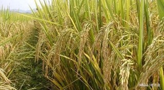 4月稻谷价格多少钱一斤？