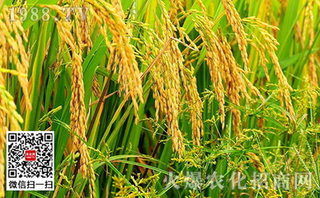 为什么浸种了水稻还有恶苗病