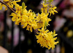 迎春花的花语和寓意是什么？迎春花和连翘有什么区别？
