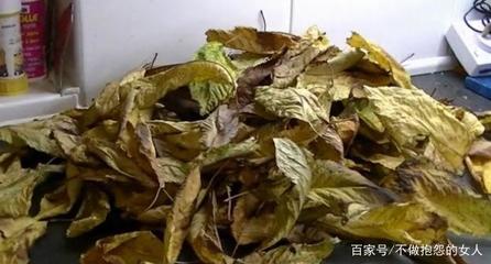 常用树叶如何加工成饲料