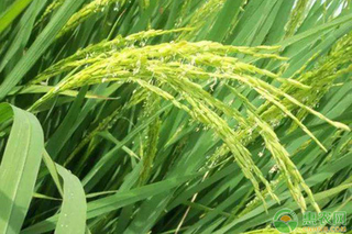 水稻幼穗分化与拔节关系是怎样的