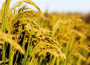2022端午节水稻价格多少钱一斤？
