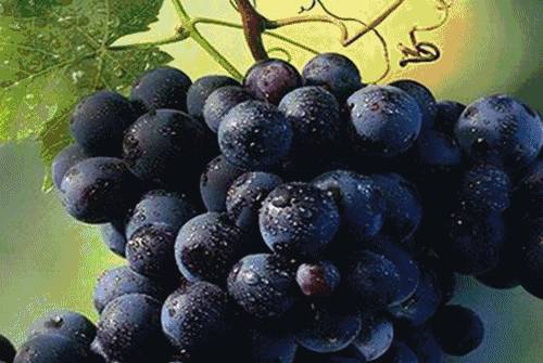 夏红蜜葡萄产地分布在哪？几月份成熟？