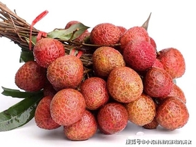 最大的荔枝品种叫什么？
