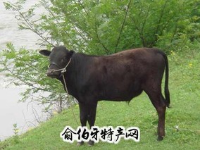 法库牛肉