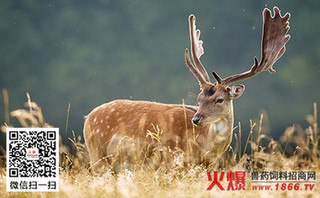 鹿坏死杆菌病的防治措施