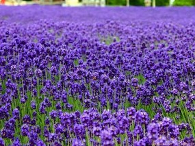 切花紫罗兰栽培种植技术