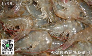 南美对虾合理投饵省饲料防病害