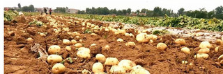 福建省马铃薯种植保险实施方案