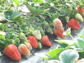 代庄草莓