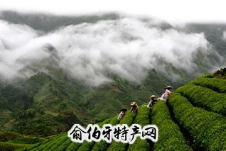 道真绿茶