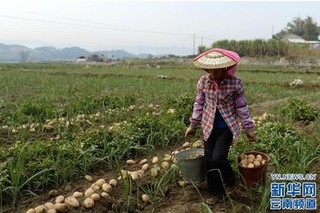 云南芒市：冬马铃薯开出“脱贫致富花”