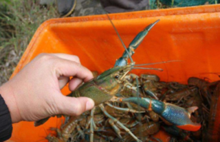 2022澳洲龙虾多少钱一斤？