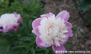 芍药花花语及寓意是什么？