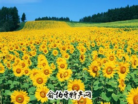 固原葵花