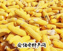 广平玉米