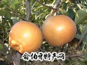 高平黄梨