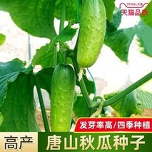 新唐山秋瓜种植技术(唐山秋瓜黄瓜种子)