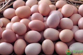7月鸡蛋价格多少钱一斤？