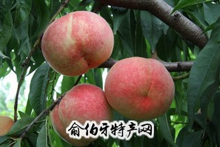 榆村御桃