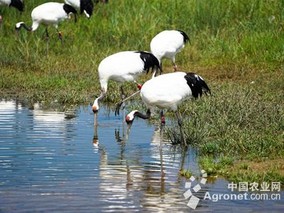 黑龙江珍稀鸟类种群量上升