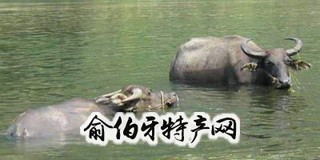 叙永水牛