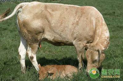 如何提高母牛繁殖力，提高母牛繁殖力的途径