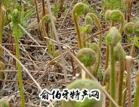 华蓥山薇菜