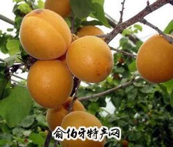 三管白水杏