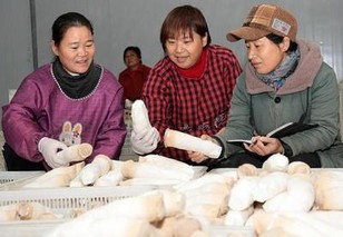 冬季食用菌生产抓好三个关键点