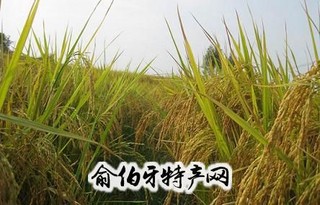 东津细米