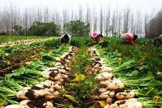 白萝卜高产种植技术(花生高产种植技术视频教程)