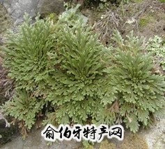 九死还魂草