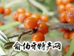沙棘酱