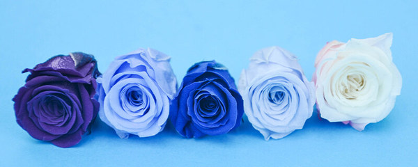 蓝玫瑰代表什么？有什么寓意和象征？适合送给什么人？