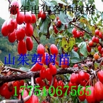 山茱萸苗木种植