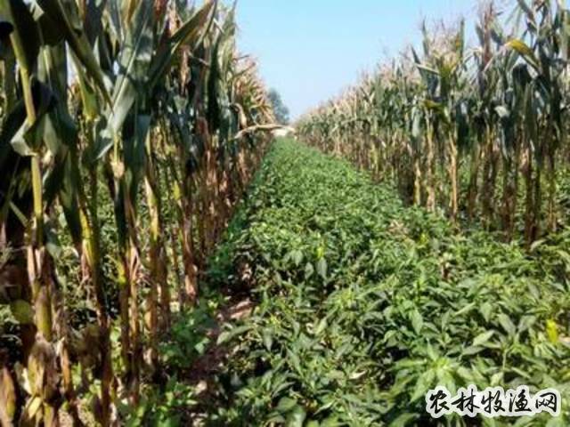 露地青糯玉米、早冬瓜套种栽培效益高