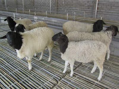 波尔山羊引种初期的管理