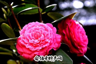 乐平茶花