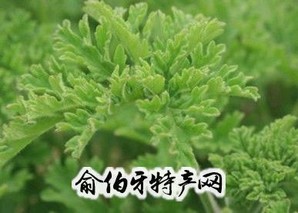 淮南香草