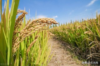 水稻高产品种排名