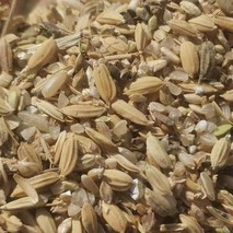 稻壳灰对水稻的用途