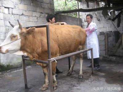 母牛妊娠直肠检查方法，如何检查母牛妊娠情况