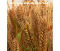 高产小麦种子什么品种好？