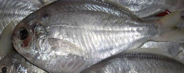 肉鲳和鲳鱼有什么区别？肉鲳的鱼刺有毒吗？