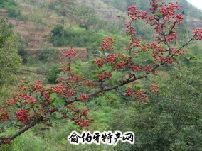 东岗花椒